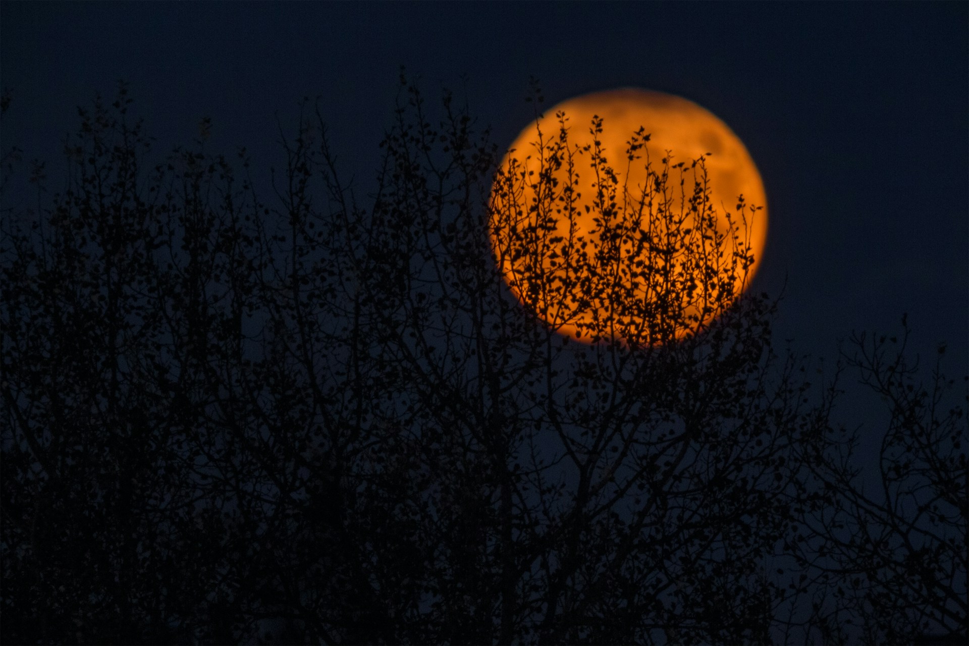 silhouette of trees during red moon