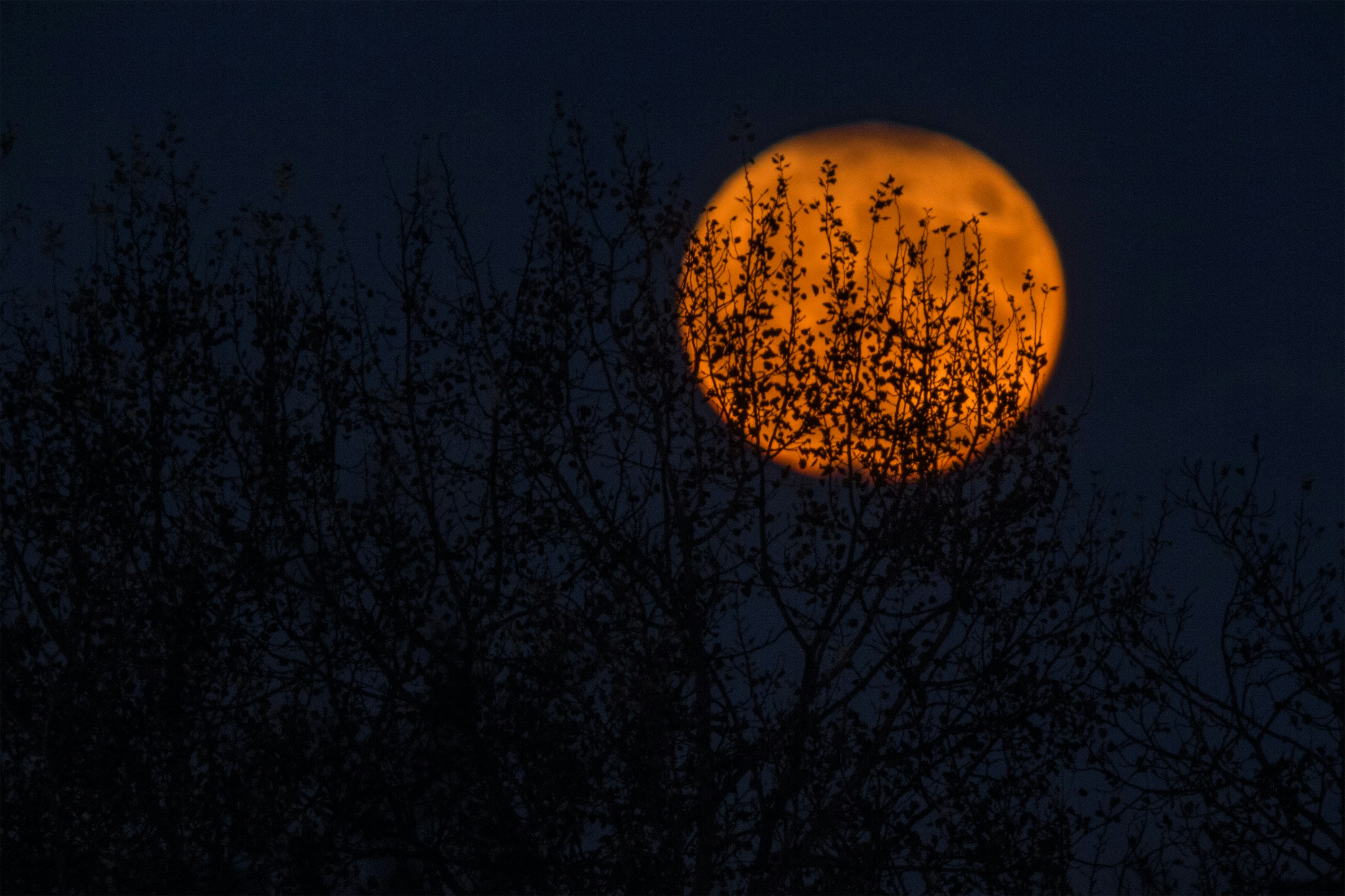 silhouette of trees during red moon