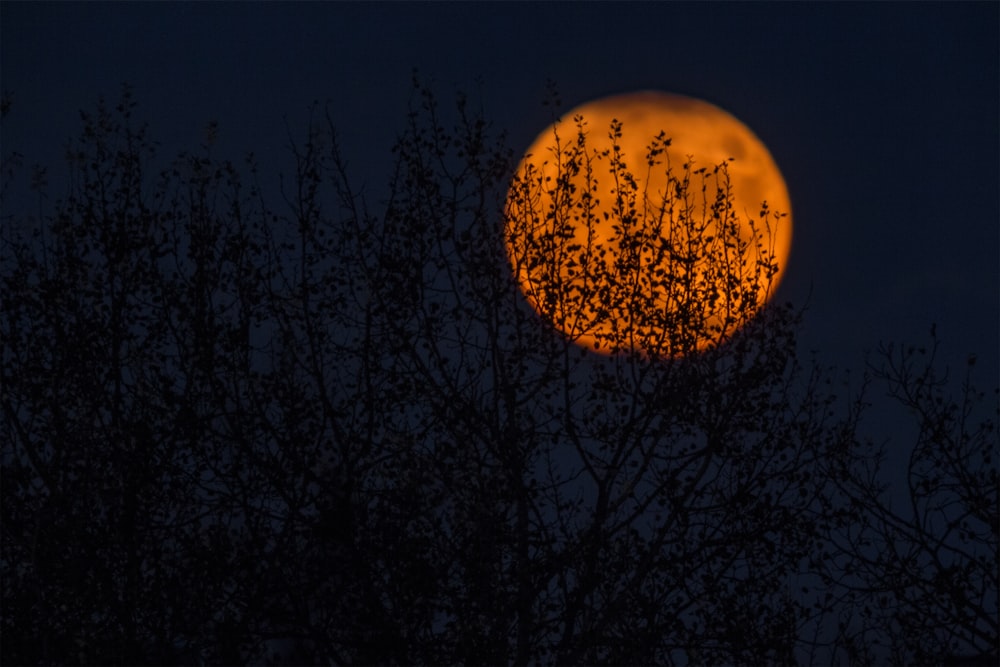 silhouette of trees during red moon