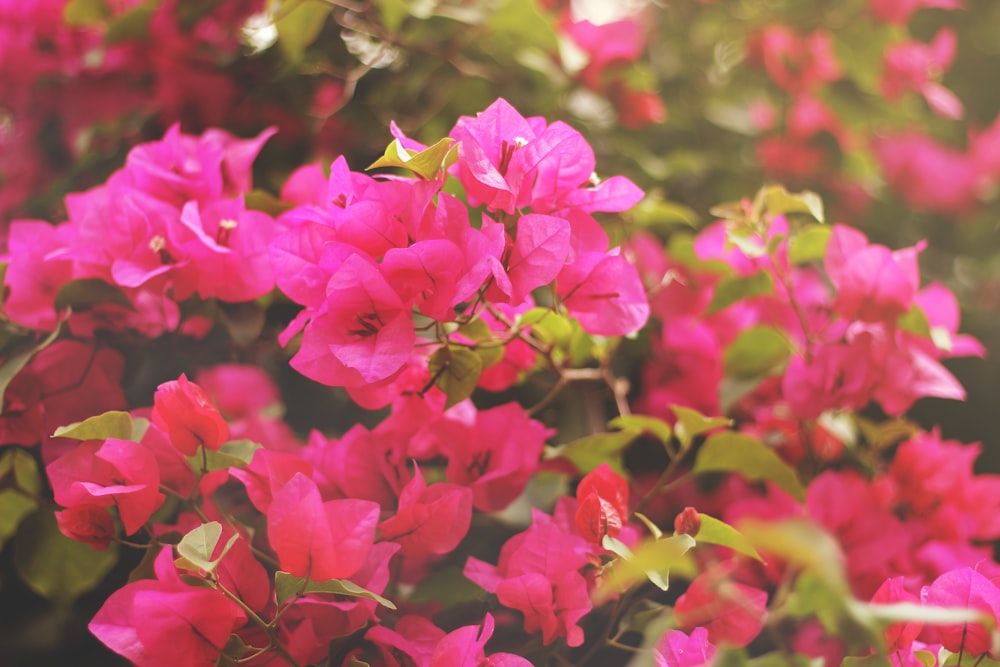 pink bougainvillea