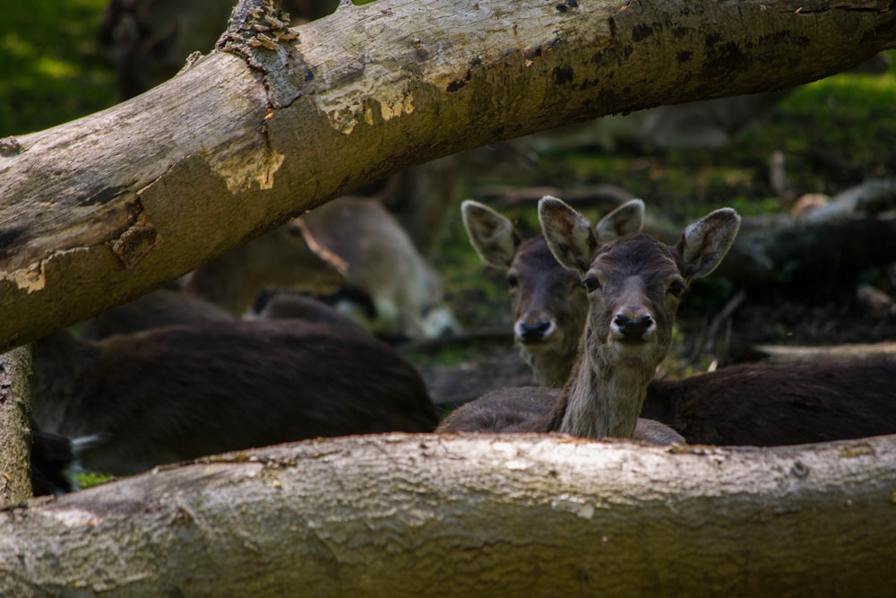 herd of deer under tree log