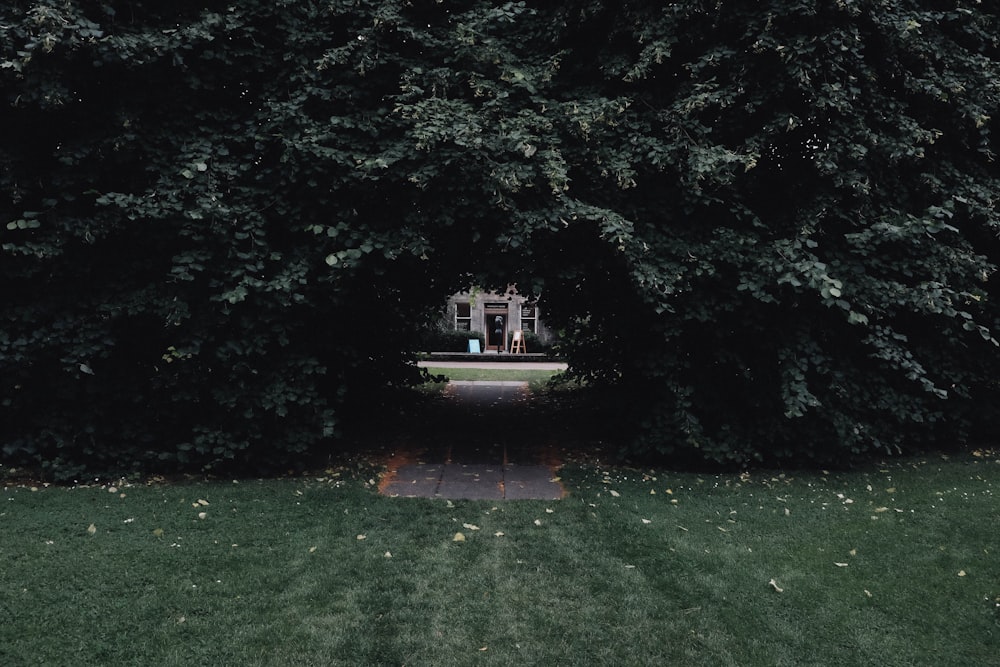 Foto von Hecke weg vom Haus