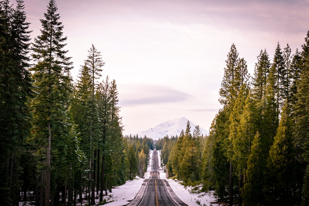 strada tra gli alberi