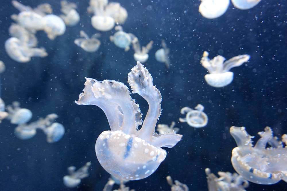 white jellyfish