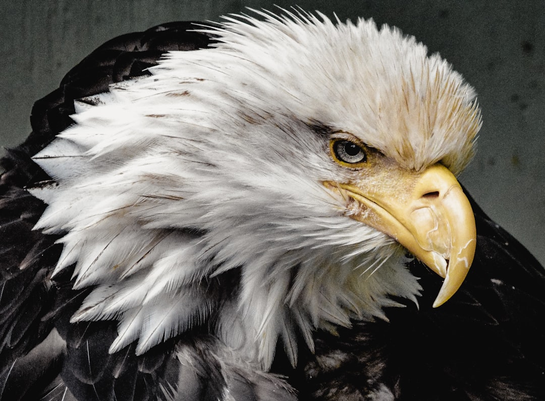 eagle, Born to fly