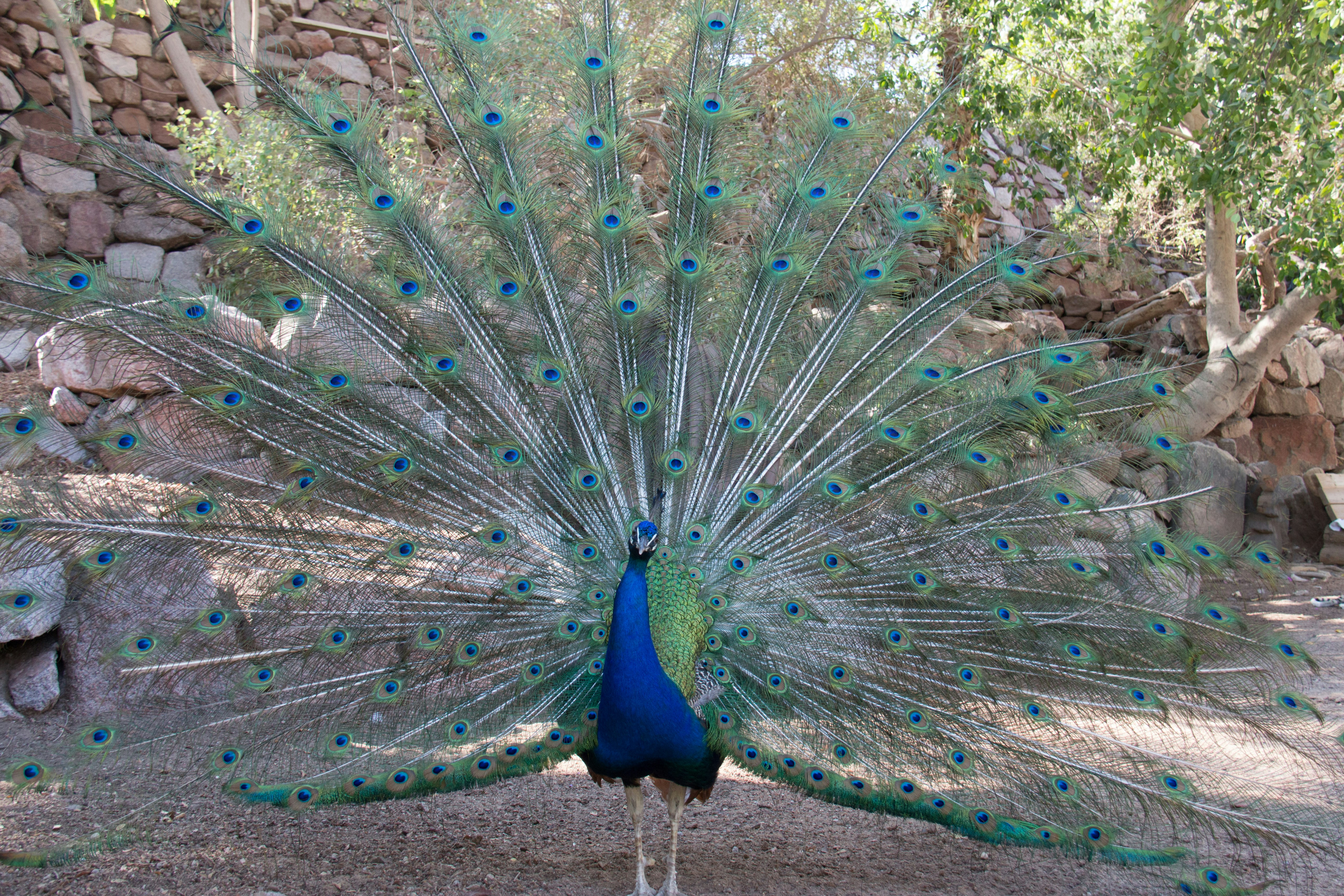 Free Unsplash photo from Alexander Probst