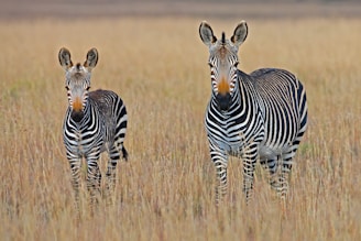 two zebra standing on brown grass field