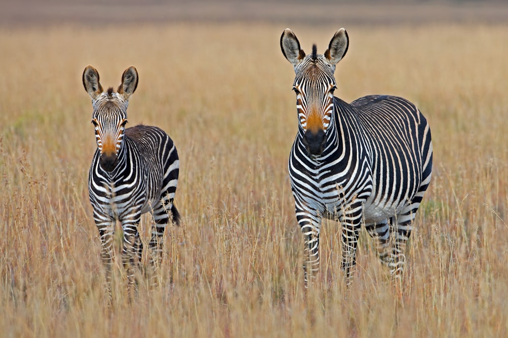 duas zebras em pé no campo de grama marrom