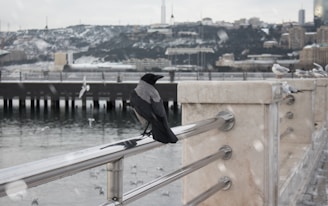 A crow is perched on a metal railing overlooking a body of water with a snow-covered landscape in the background. Several seagulls are also present, either flying or resting on the railing. Buildings and industrial structures are visible across the water.