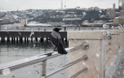 A crow is perched on a metal railing overlooking a body of water with a snow-covered landscape in the background. Several seagulls are also present, either flying or resting on the railing. Buildings and industrial structures are visible across the water.