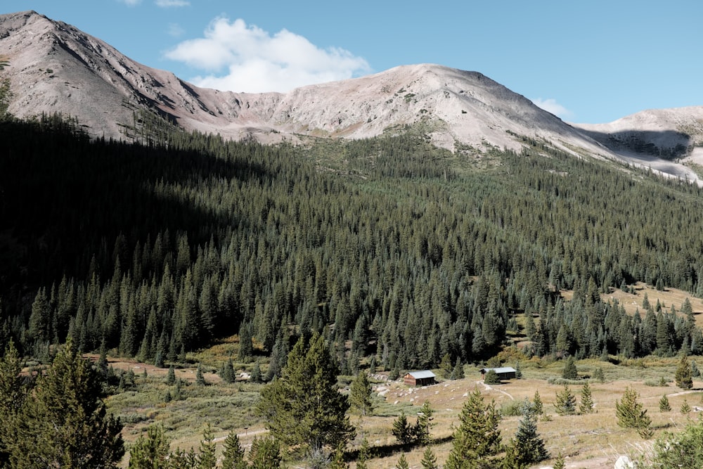 montagna circondata da alberi