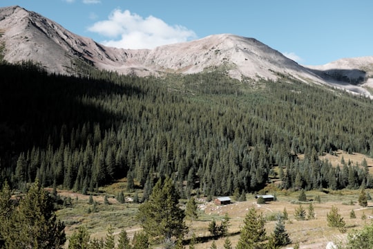 mountain surrounded by tress in Colorado United States