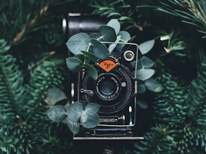 black digital camera near green leaves