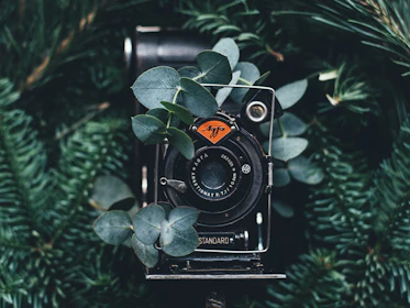 black digital camera near green leaves