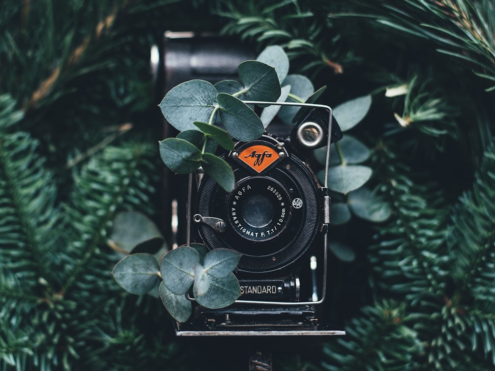 緑の葉の近くの黒いデジタルカメラ