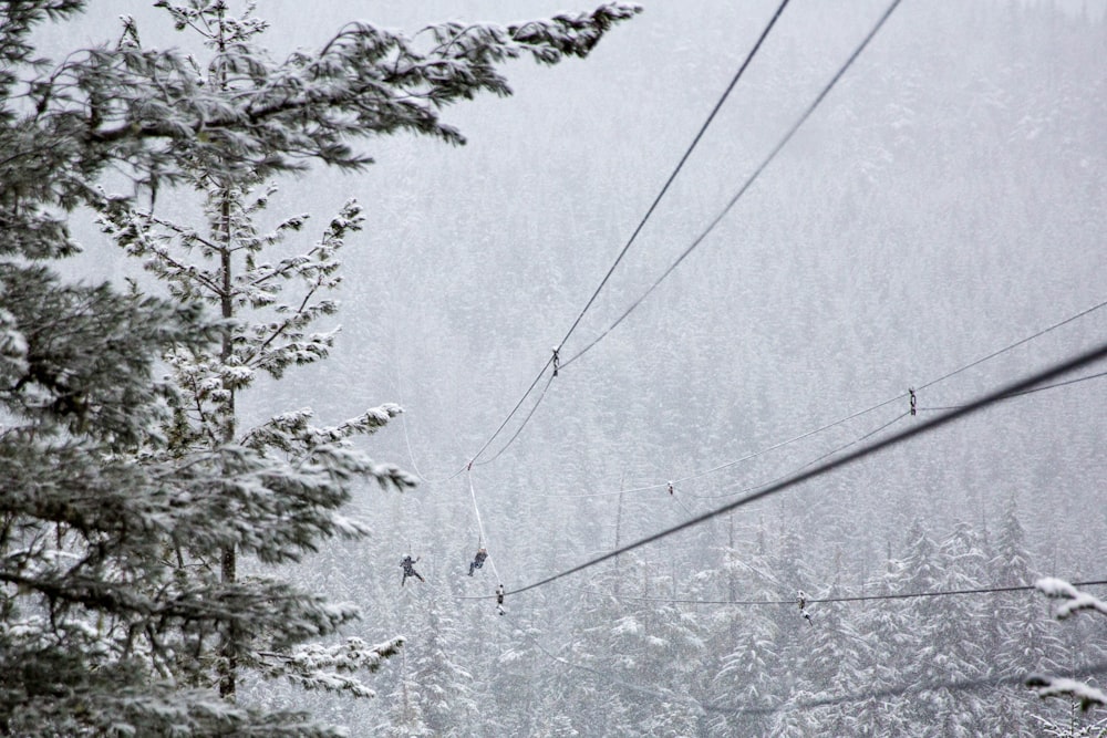 trees coated with snow