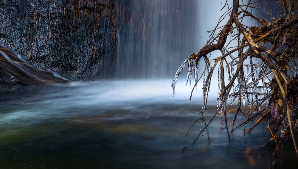 Foto de cascadas cerca de raíces