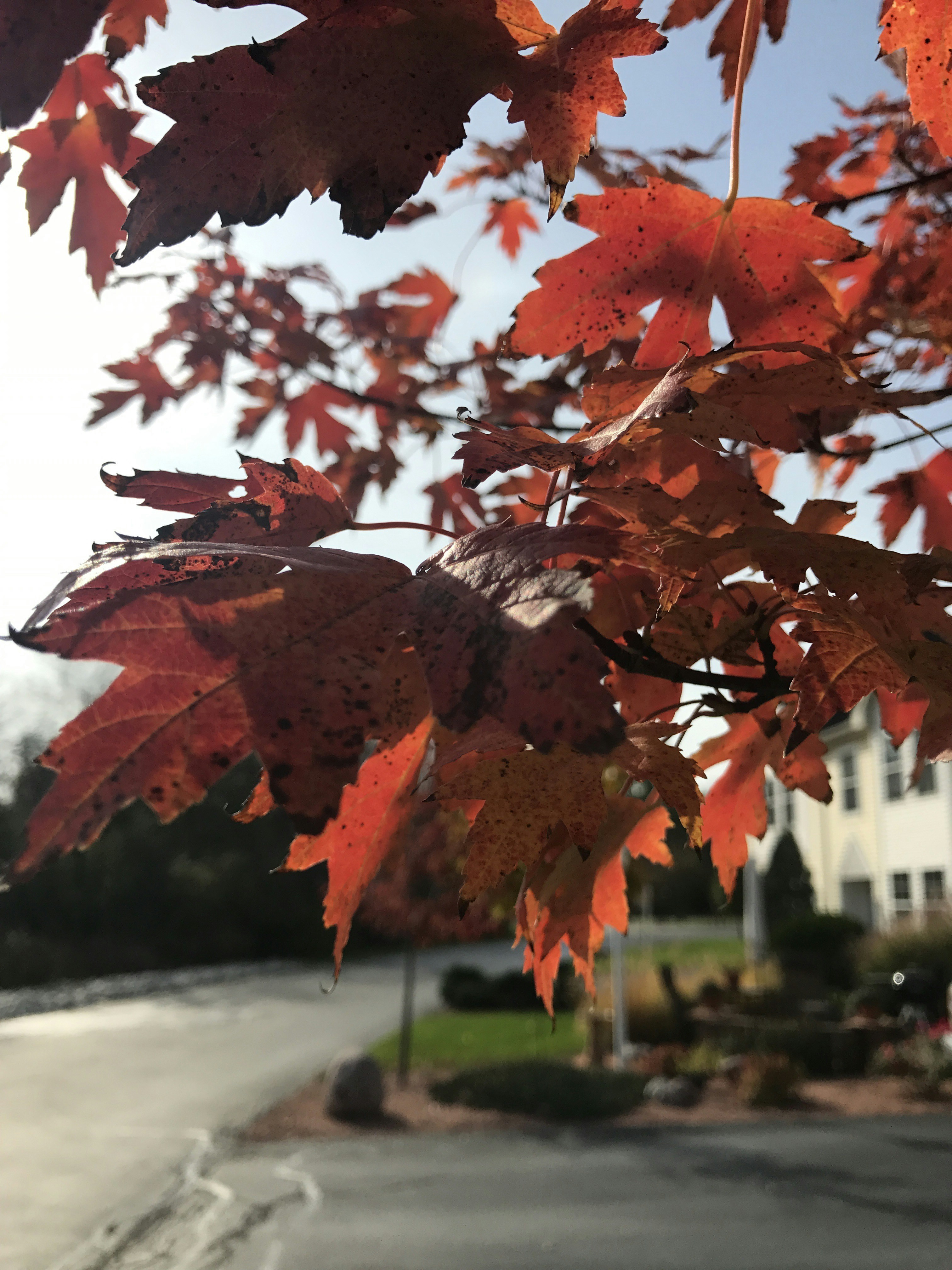 Free Unsplash photo from sachin  reddy