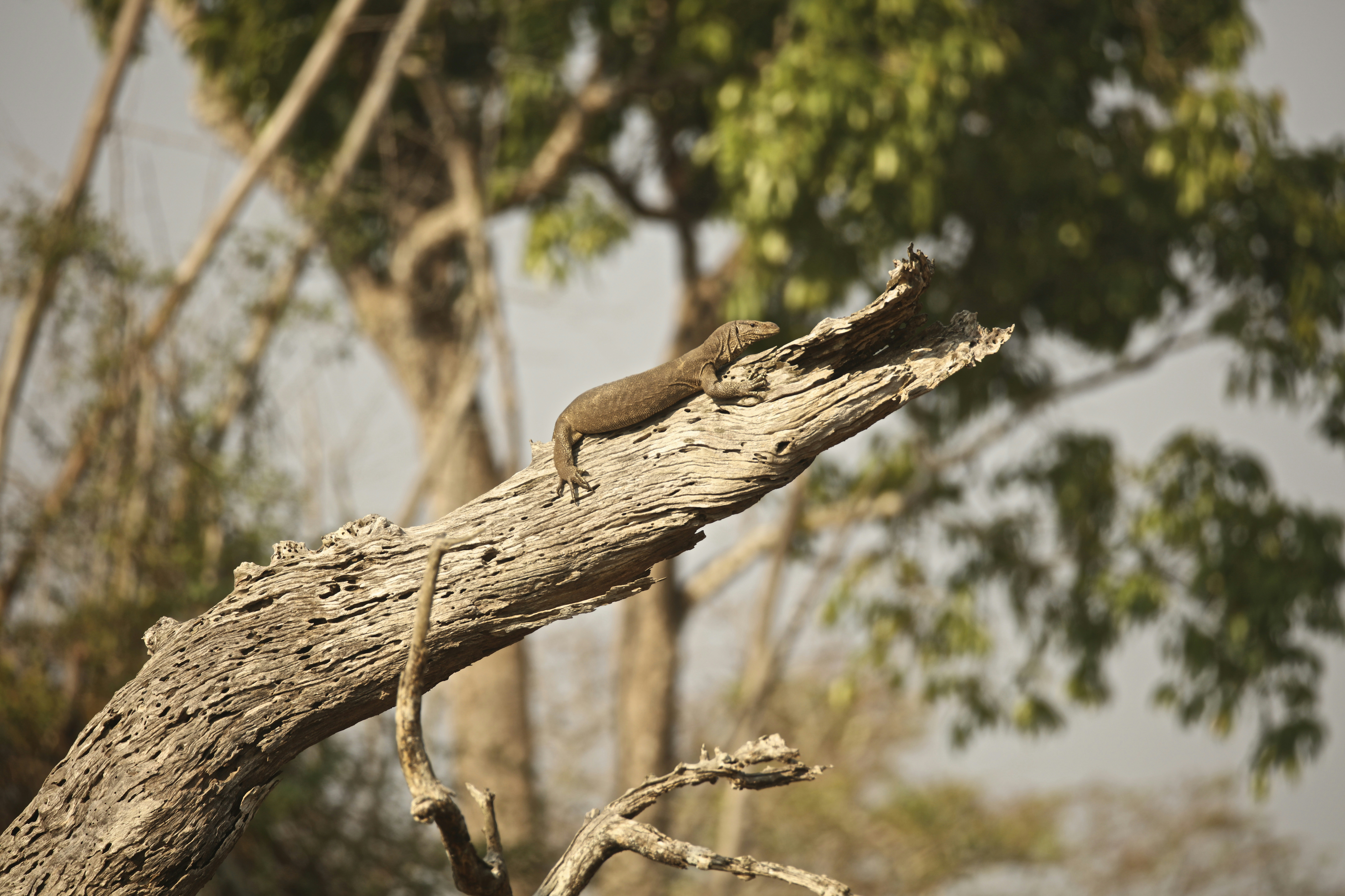 Free Unsplash photo from Ameet Dhanda