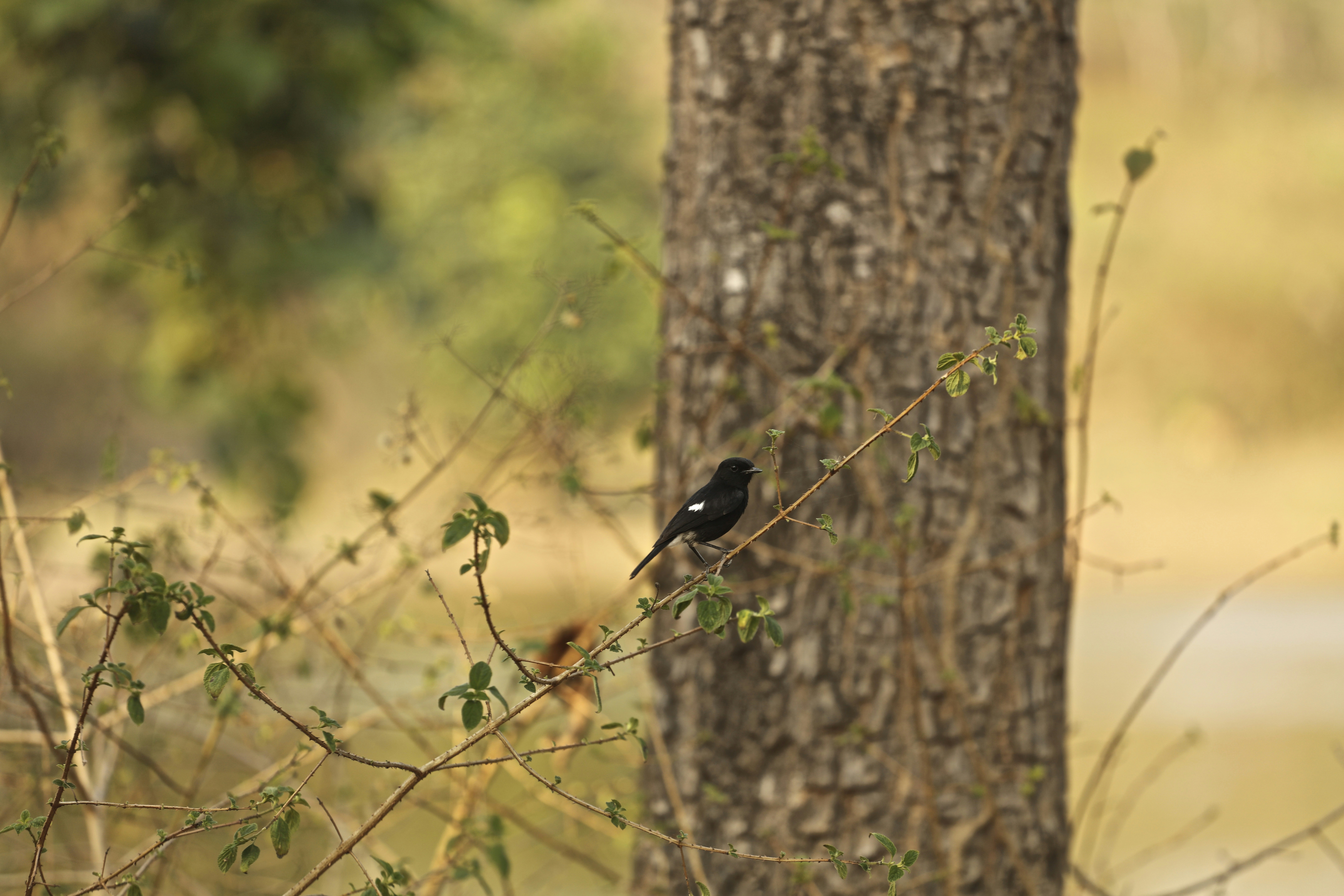 Free Unsplash photo from Ameet Dhanda