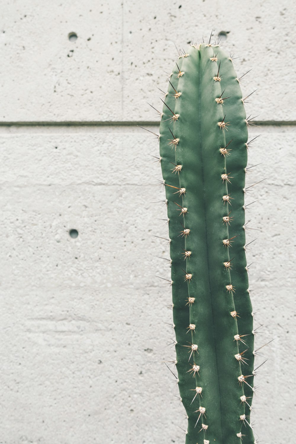 Cactus verde vicino al muro