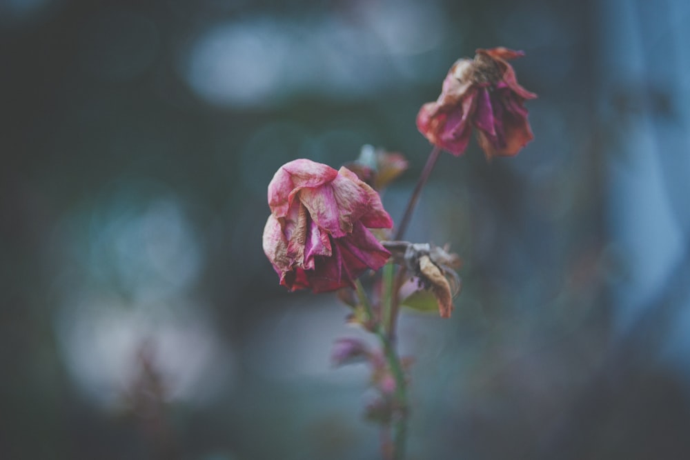 pink and white flower plant