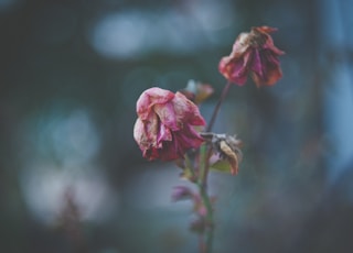 pink and white flower plant