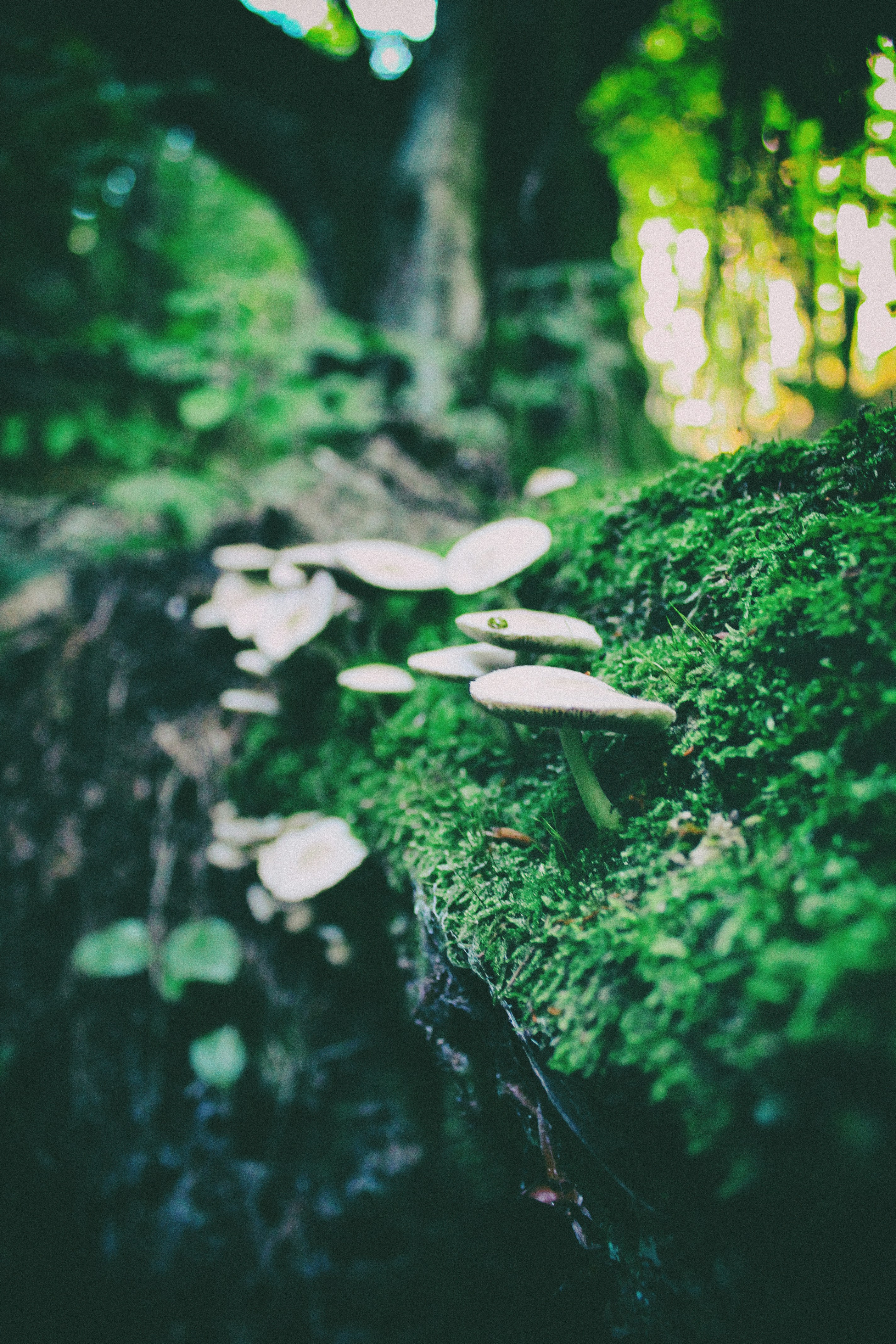 Free Unsplash photo from Dan Musat