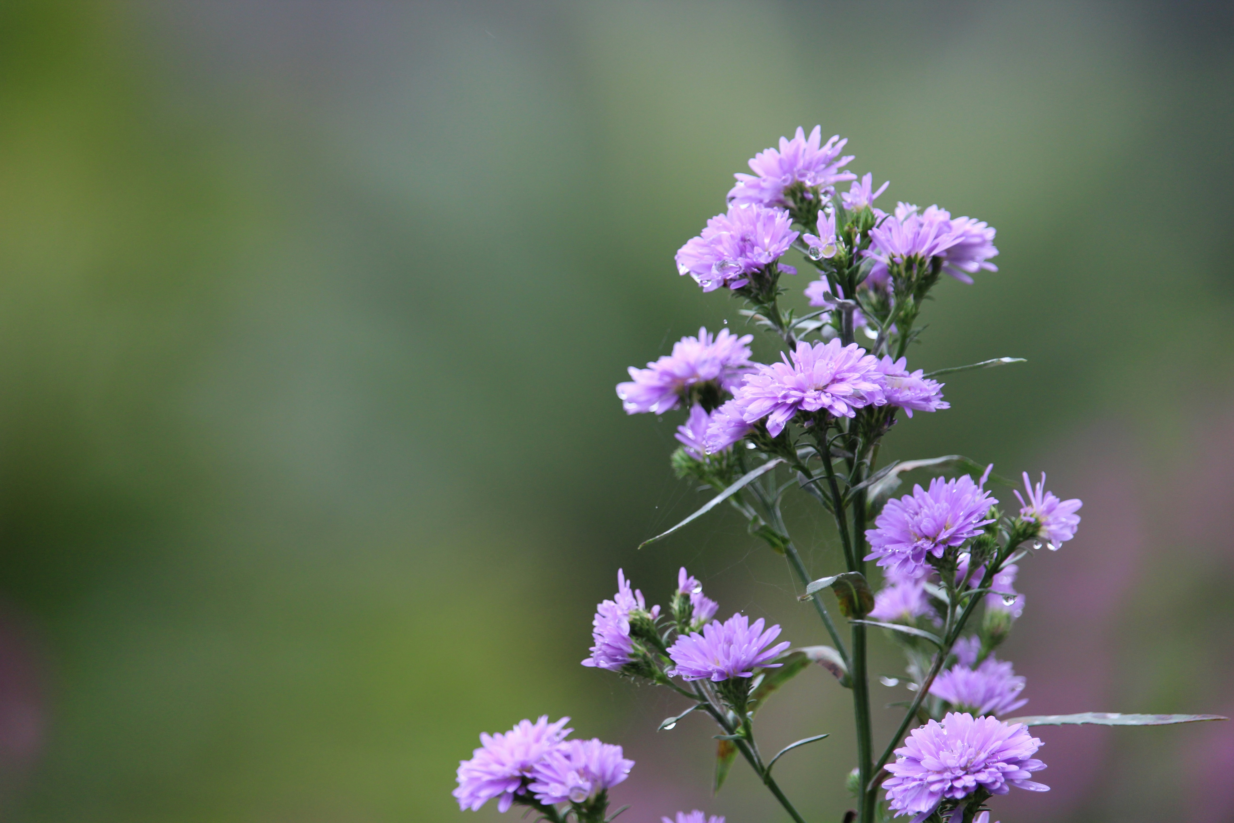 Free Unsplash photo from Prageesha Galagedara