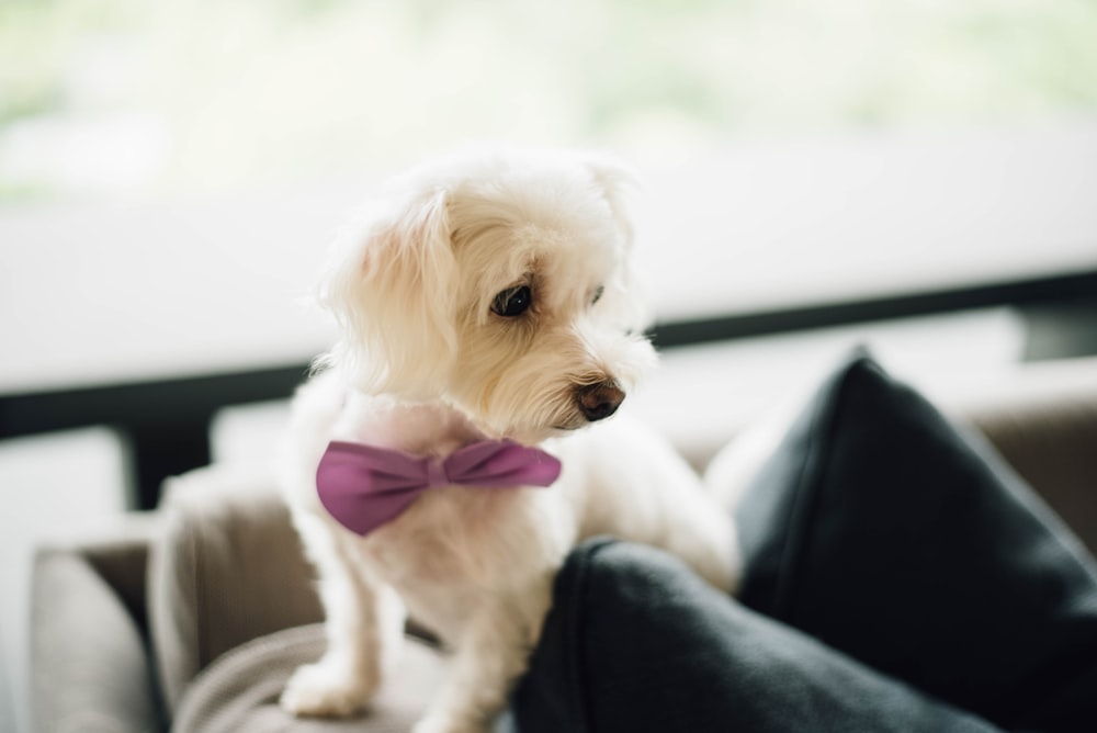 perro blanco de pelo largo