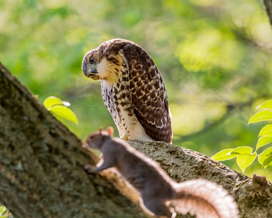 eagle standing on tree branch while looking at black squirrel in Cambridge United States