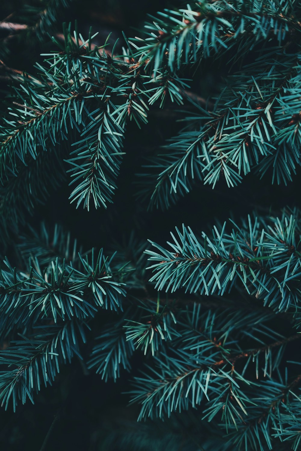 緑のクリスマスツリーのクローズアップ写真
