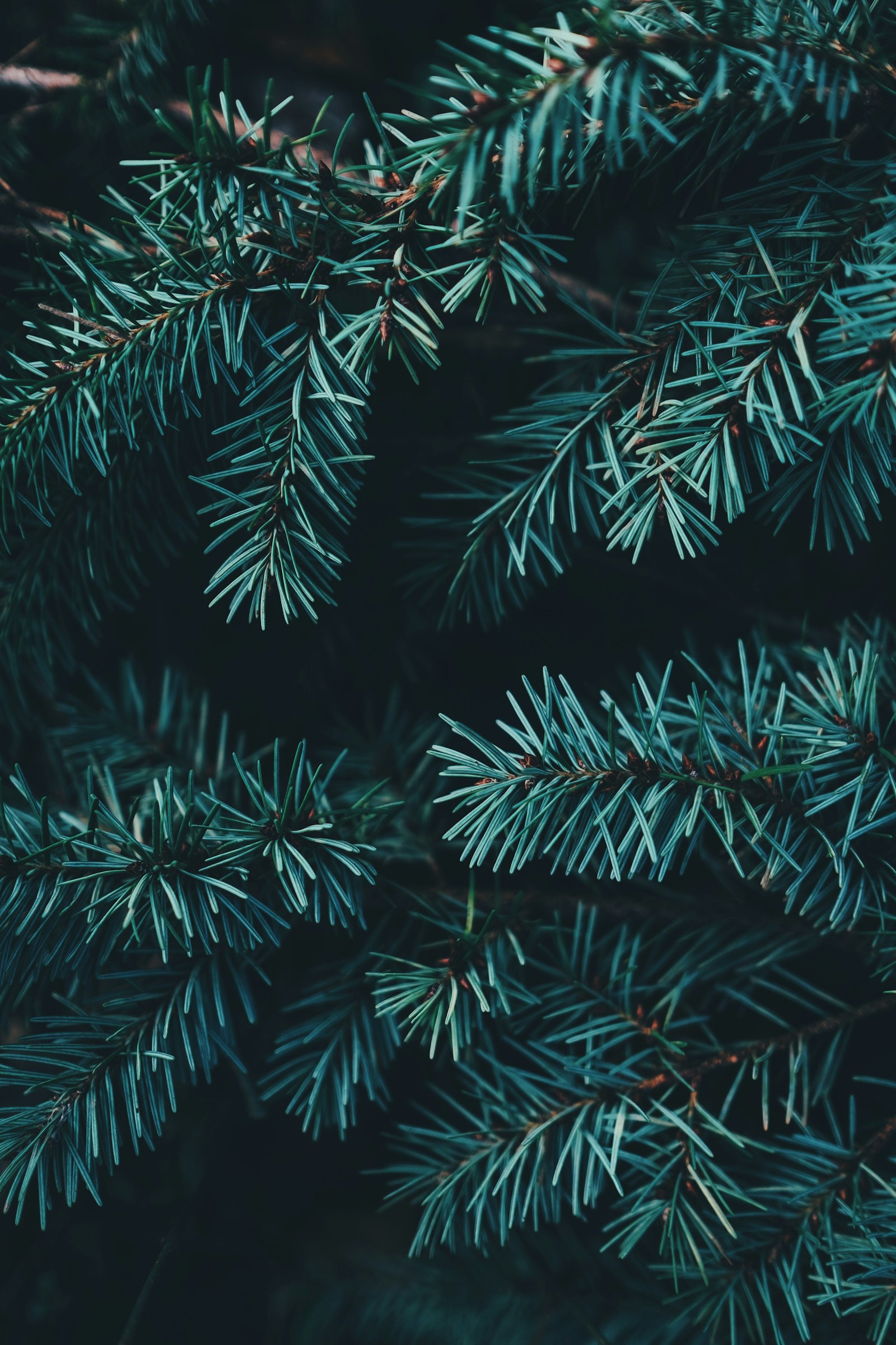 Elegant flocked Christmas tree with warm lights