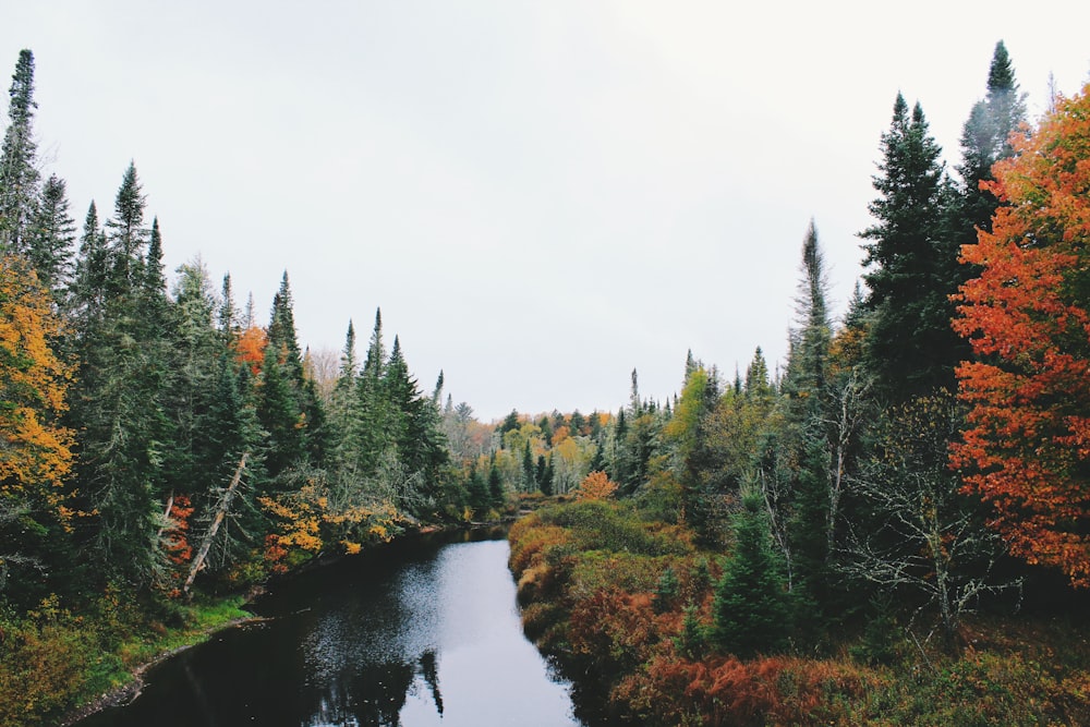 fiume tra gli alberi circostanti