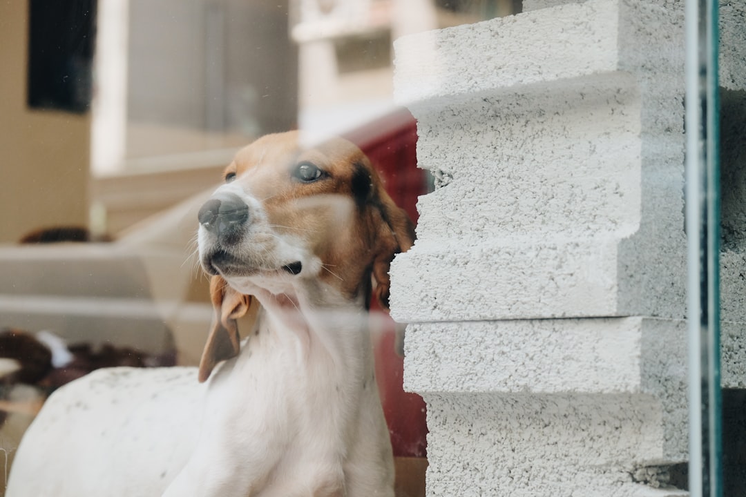 short-coated white and tan dog close-up photography