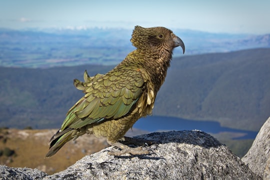 green and gray bird standing on rock in Titiroa New Zealand