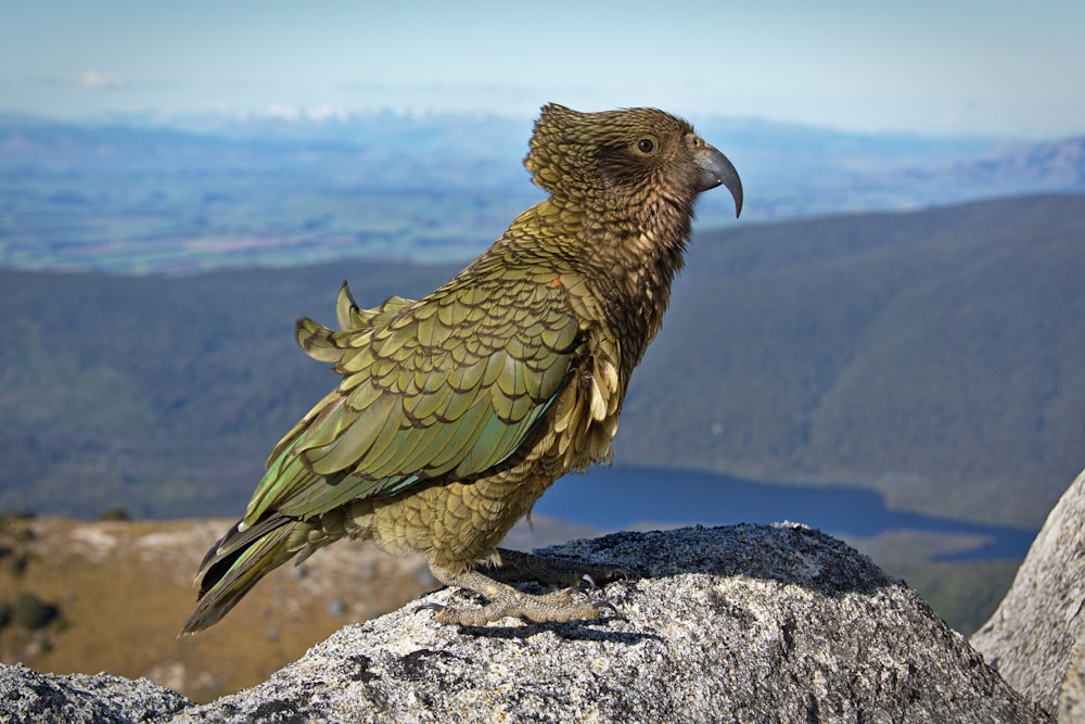 green and gray bird standing on rock