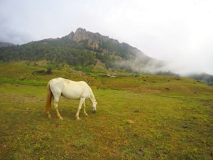 Potro Welsh Carmelita