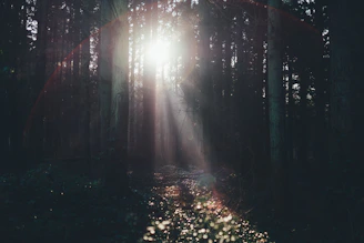 sun rays passing through trees
