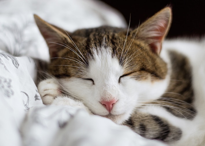 cat sleeping peacefully in a sound proofed room