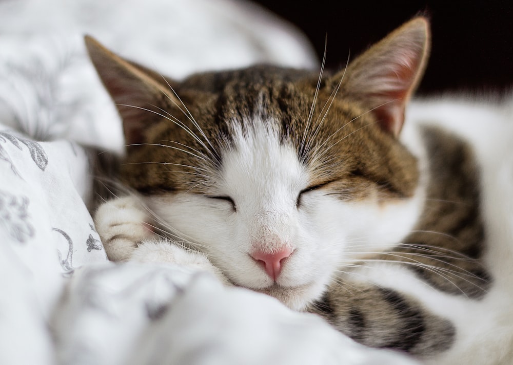 brown and white cat on white textile