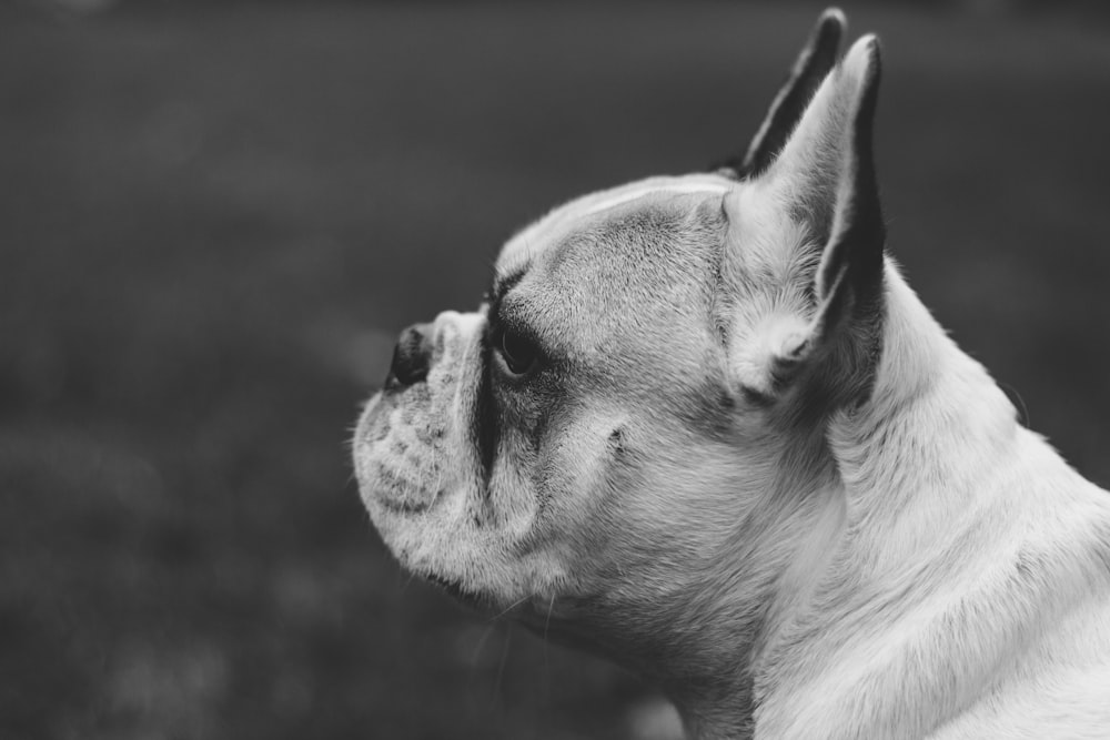 Foto en escala de grises de bulldog francés