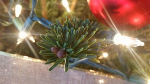 Close-up of a pine tree branch adorned with handmade red and white ornaments.