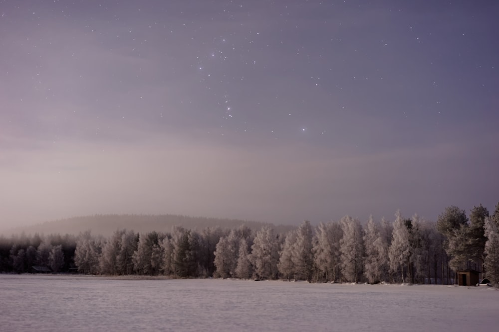 snow covered field with tress during night time