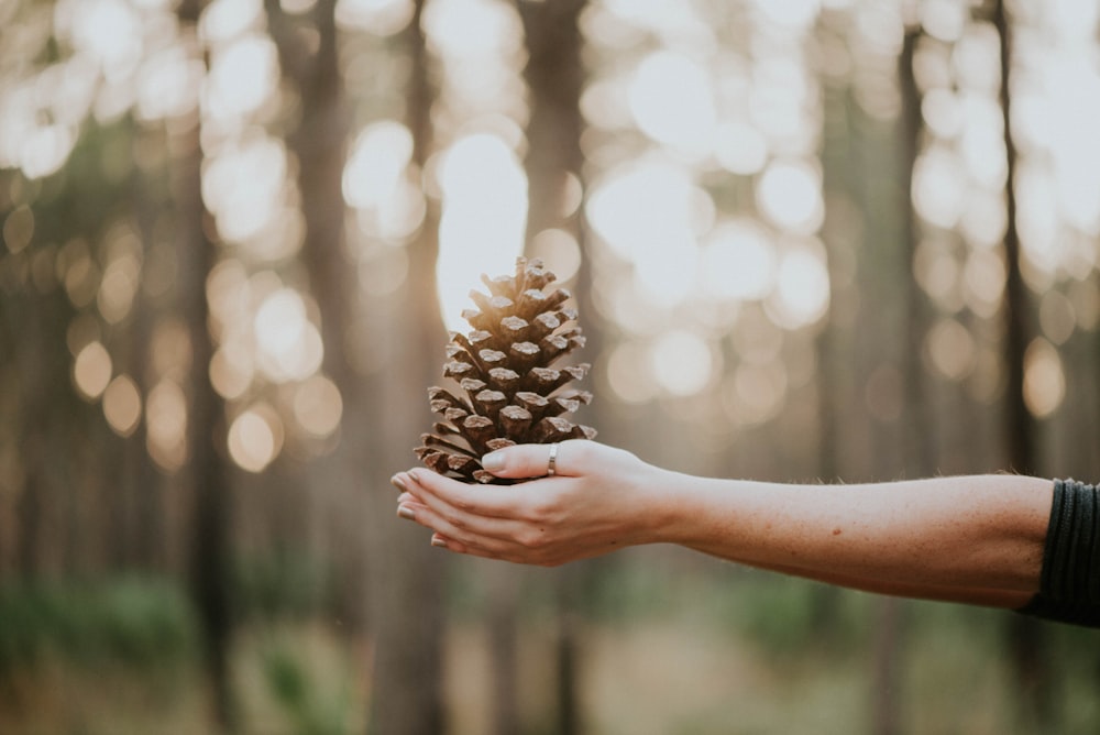 person with pine cone on hand