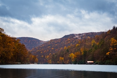 landscape photo of trees near body of water