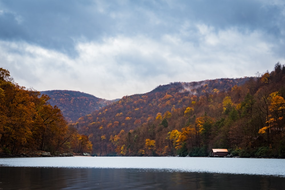 landscape photo of trees near body of water