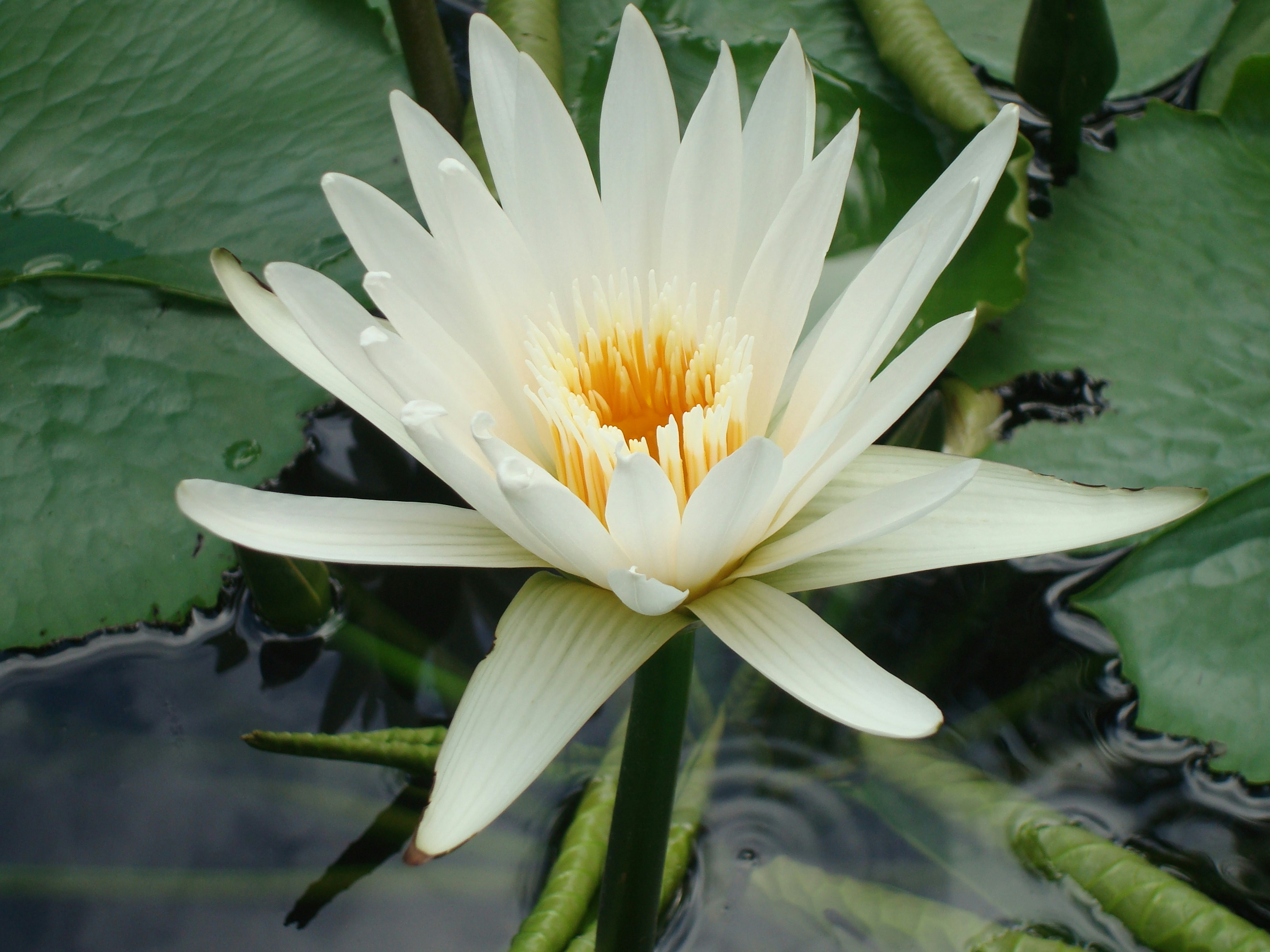 Free Unsplash photo from Jean Dion