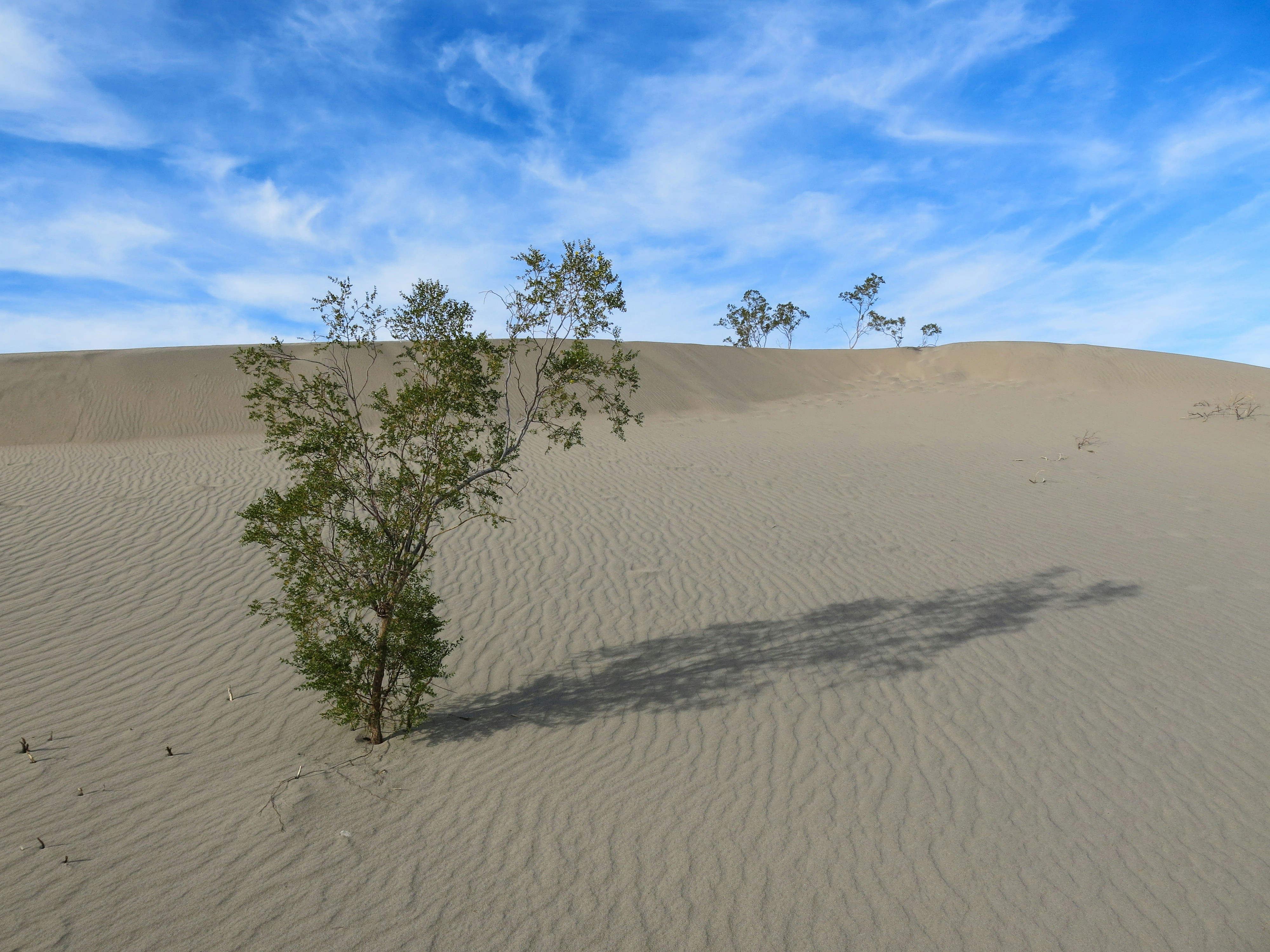 Free Unsplash photo from Elena Cordery