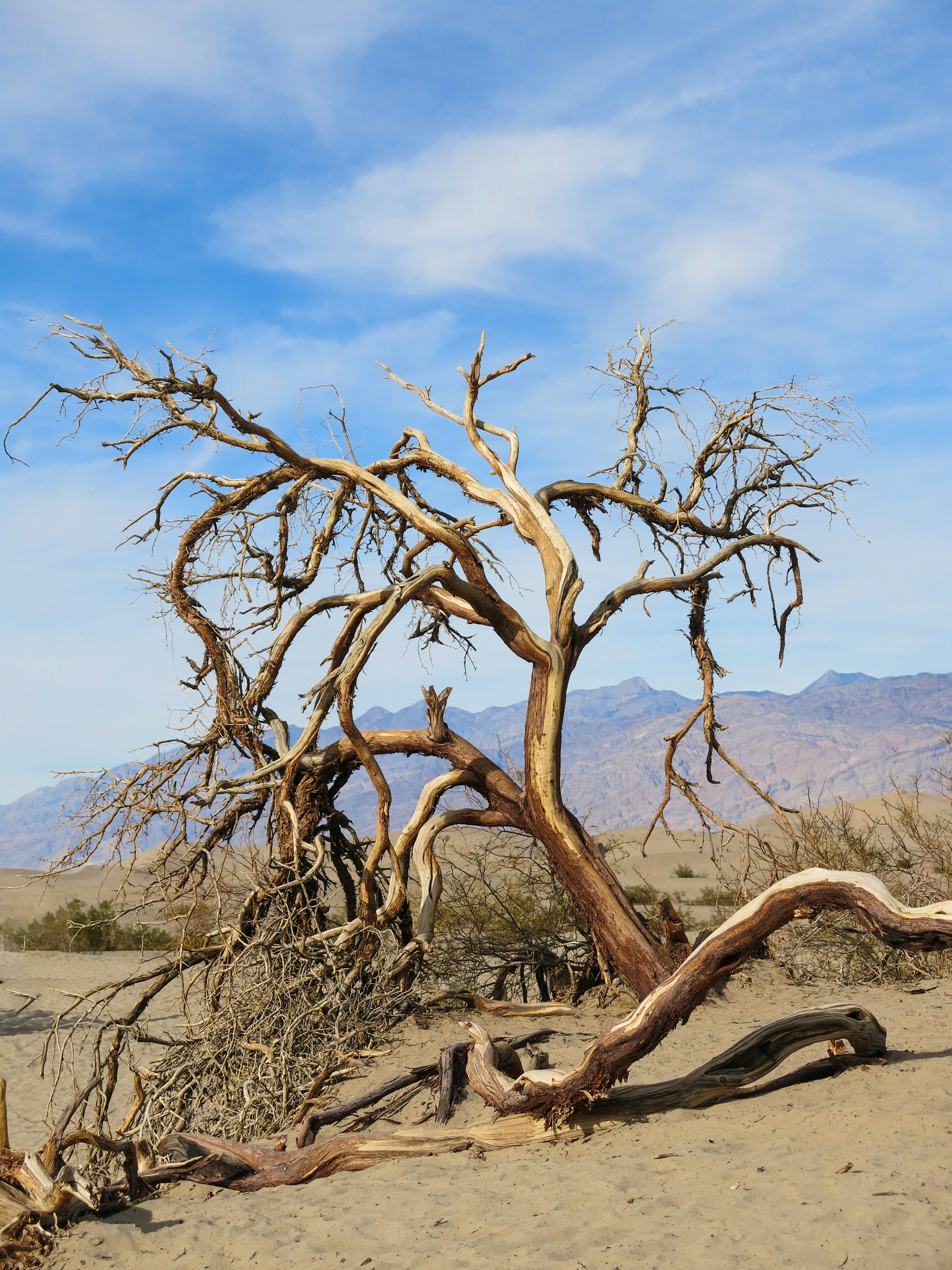 Free Unsplash photo from Elena Cordery